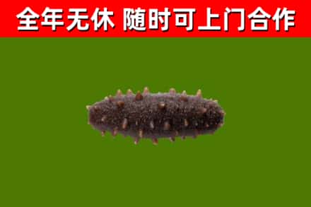 方城县回收海参干